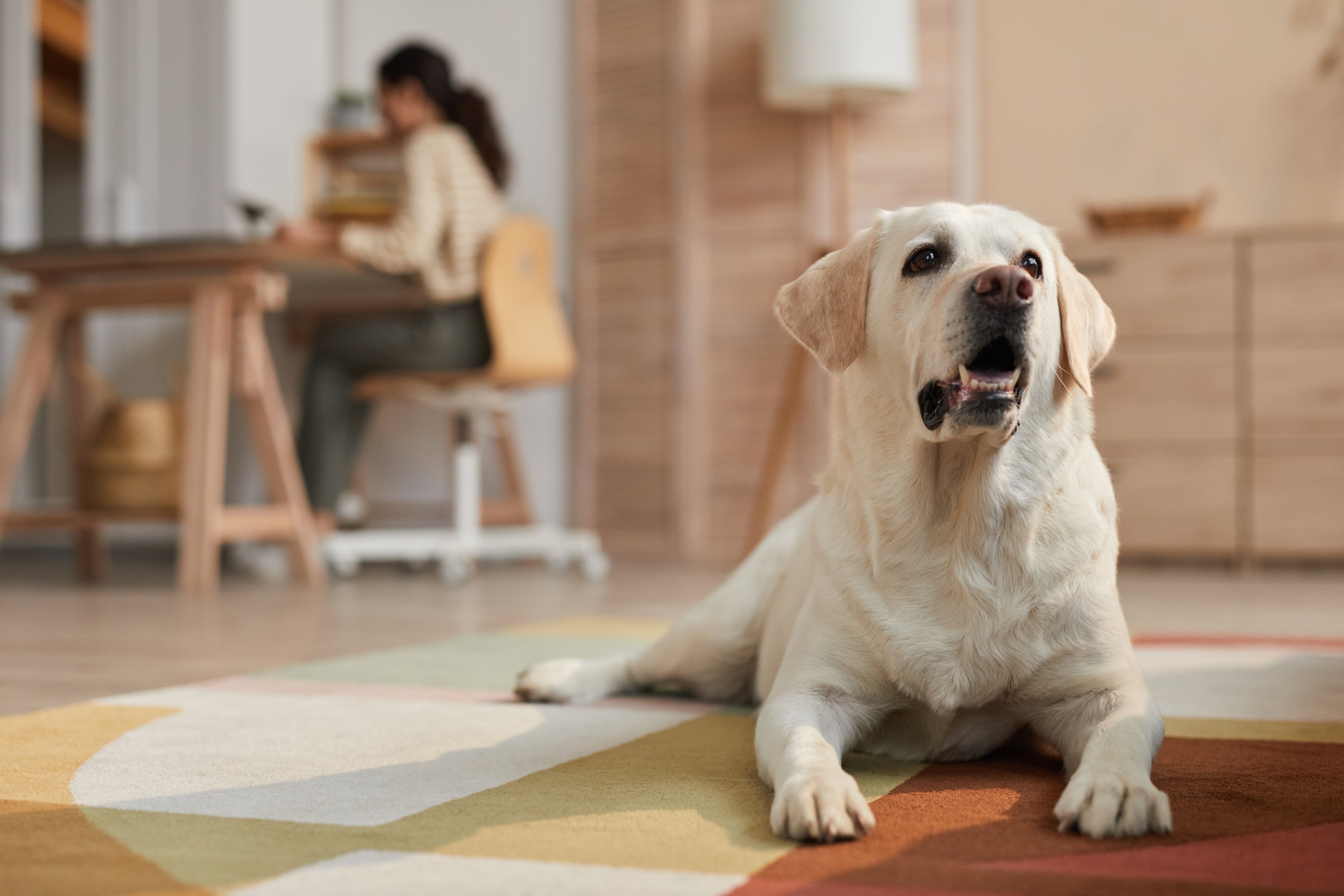 Why "Dwell Time: is Non-Negotiable for Pet Stains